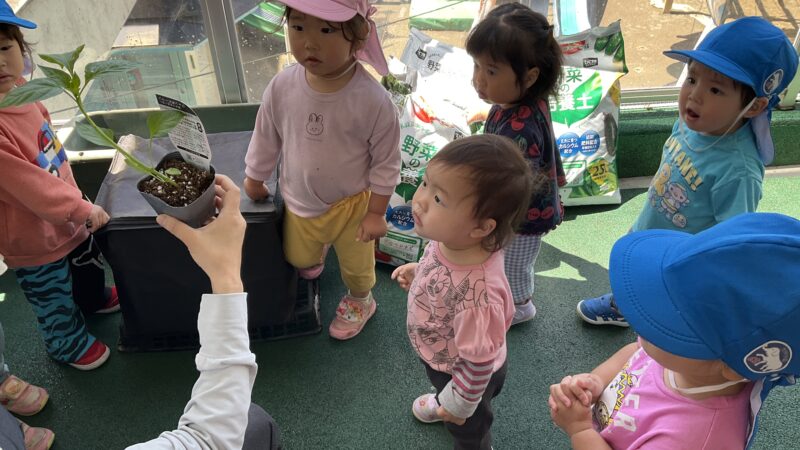 夏に向けて、野菜の苗植え🥒🍆