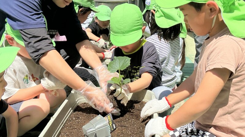 野菜の苗植え、種まきをしました。